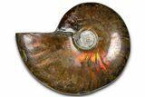 Polished Red Flash Ammonite (Cleoniceras) Fossil - Madagascar #367718-1